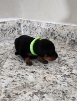 Charlotte, a female Miniature Pinscher for sale in Hollywood, FL – Photo 1 of 5