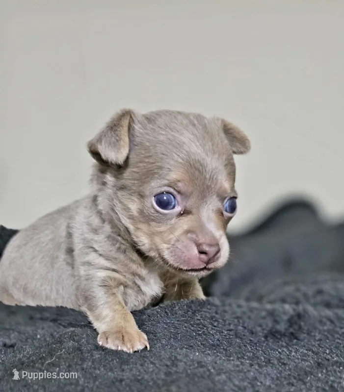 Simba – Chihuahua puppy for sale in Hollywood, FL