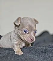 Simba, a male Chihuahua for sale in Hollywood, FL – 7 of 10
