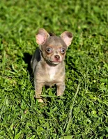 Simba, a male Chihuahua for sale in Hollywood, FL – 4 of 10