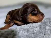 Purple, a female Miniature Pinscher for sale in Hollywood, FL – 2 of 5