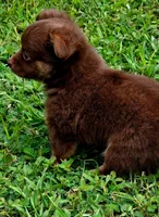 Thor, a male Chihuahua for sale in Hollywood, FL – 5 of 10