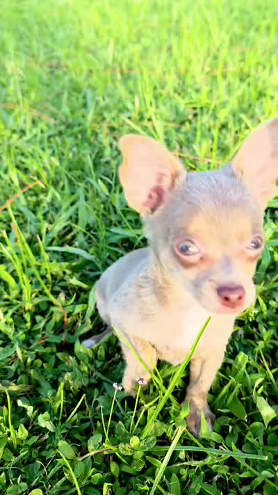 Simba, a male Chihuahua for sale in Hollywood, FL – 10 of 10