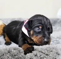 Pink, a female Miniature Pinscher for sale in Hollywood, FL – 1 of 5