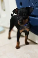 Blue, a male Miniature Pinscher for sale in Hollywood, FL – 4 of 10