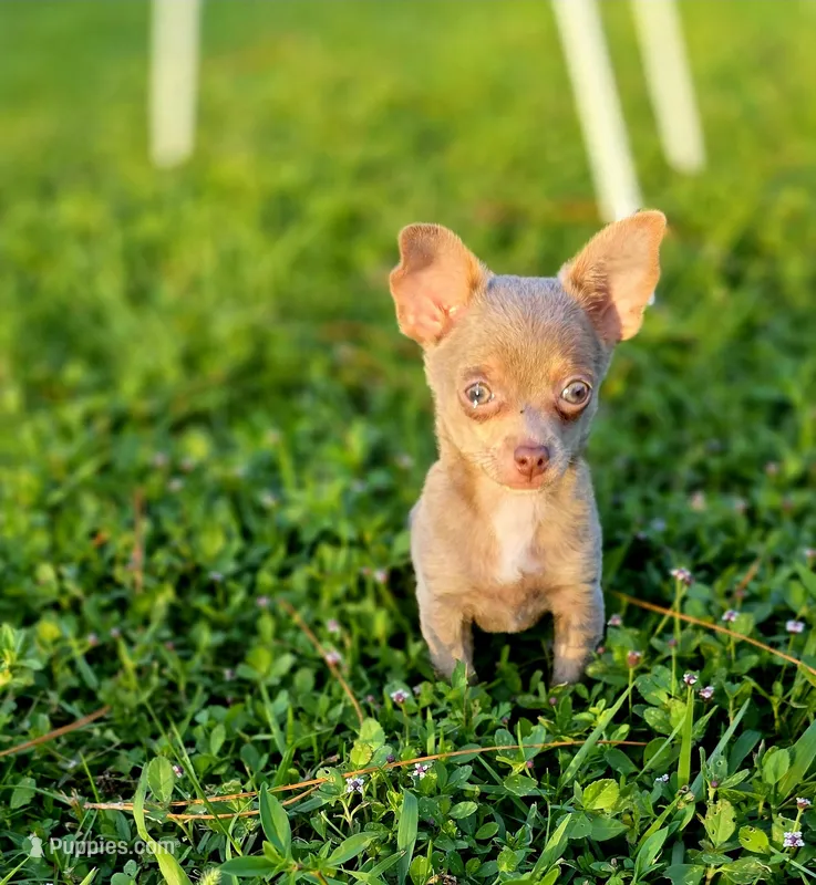 Simba – Chihuahua puppy for sale in Hollywood, FL