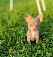 Simba, a male Chihuahua for sale in Hollywood, FL – 1 of 10
