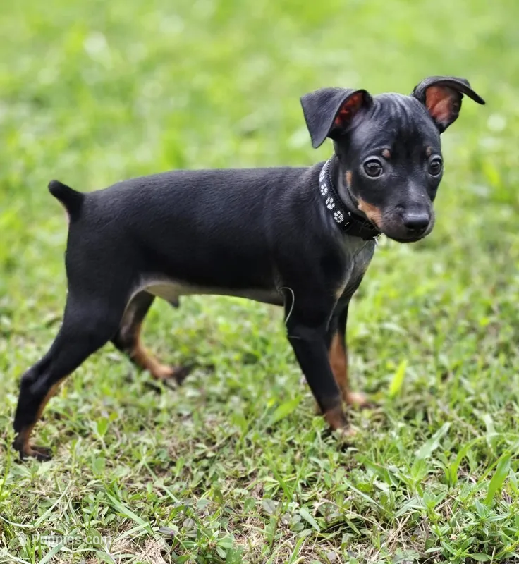 Black – Miniature Pinscher puppy for sale in Hollywood, FL