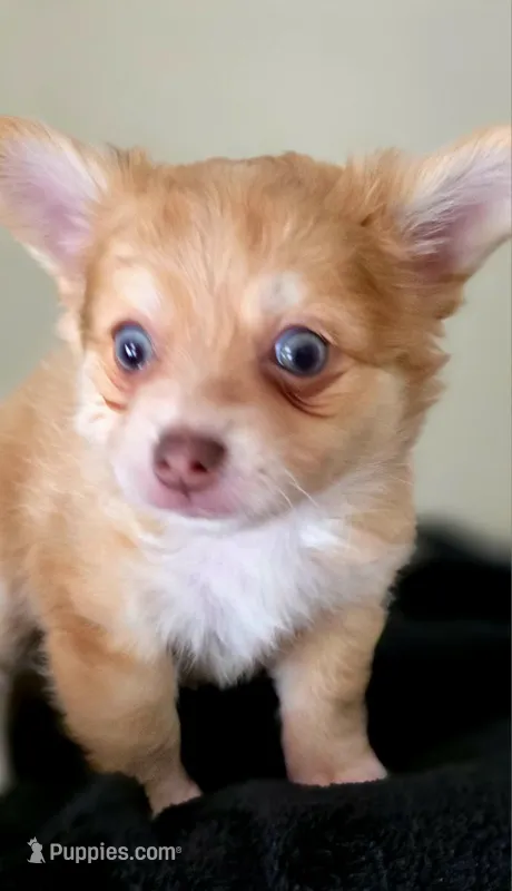 Zoro – Chihuahua puppy for sale in Hollywood, FL