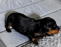 Blue, a male Miniature Pinscher for sale in Hollywood, FL – 2 of 5