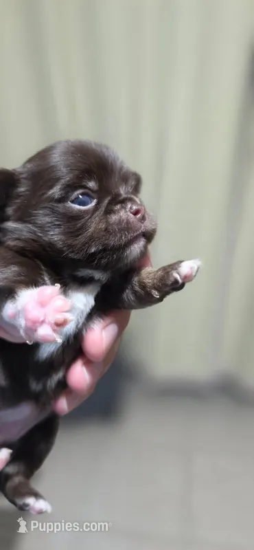 Bella – Chihuahua puppy for sale in Hollywood, FL