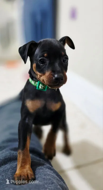 Sage – Miniature Pinscher puppy for sale in Hollywood, FL