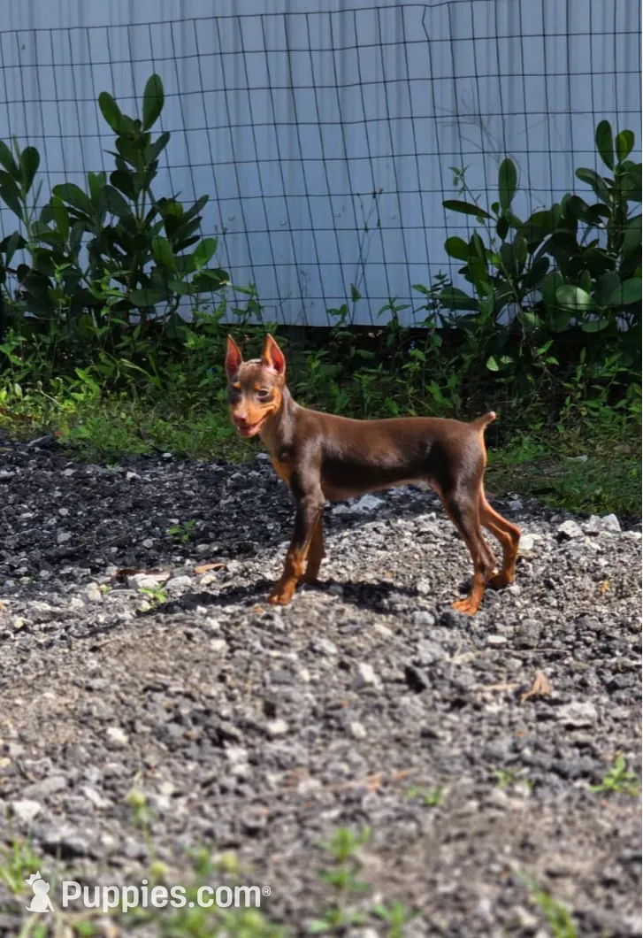 Ruby, a female Miniature Pinscher for sale in Hollywood, FL – Photo 3 of 6