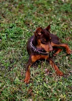 Ruby, a female Miniature Pinscher for sale in Hollywood, FL – Photo 4 of 6