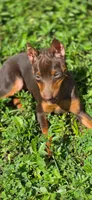 Ruby, a female Miniature Pinscher for sale in Hollywood, FL – Photo 2 of 6
