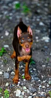 Ruby, a female Miniature Pinscher for sale in Hollywood, FL – Photo 1 of 6