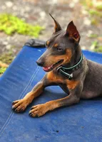 Ruby, a female Miniature Pinscher for sale in Hollywood, FL – Photo 6 of 6