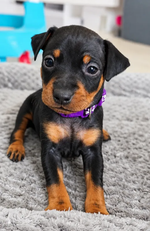 Purple – Miniature Pinscher puppy for sale in Hollywood, FL