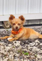 Simba, a male Chihuahua for sale in Hollywood, FL – 9 of 10