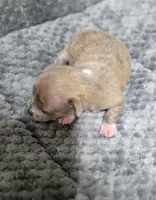 Sanji, a male Chihuahua for sale in Hollywood, FL – Photo 4 of 6