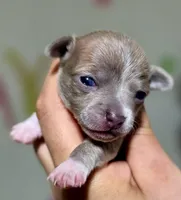 Sanji, a male Chihuahua for sale in Hollywood, FL – Photo 1 of 6