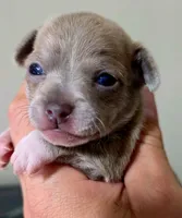 Sanji, a male Chihuahua for sale in Hollywood, FL – 3 of 9