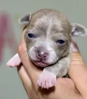 Sanji, a male Chihuahua for sale in Hollywood, FL – Photo 2 of 6