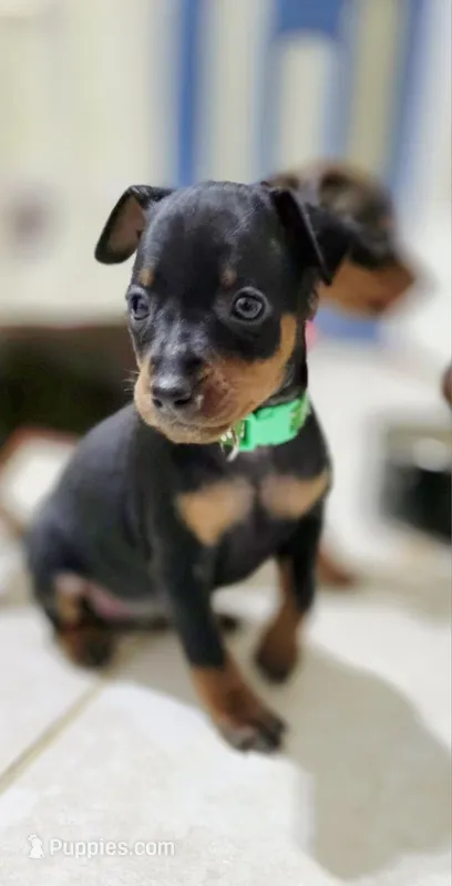Sage – Miniature Pinscher puppy for sale in Hollywood, FL