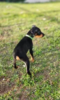 Green, a male Miniature Pinscher for sale in Hollywood, FL – Photo 3 of 6
