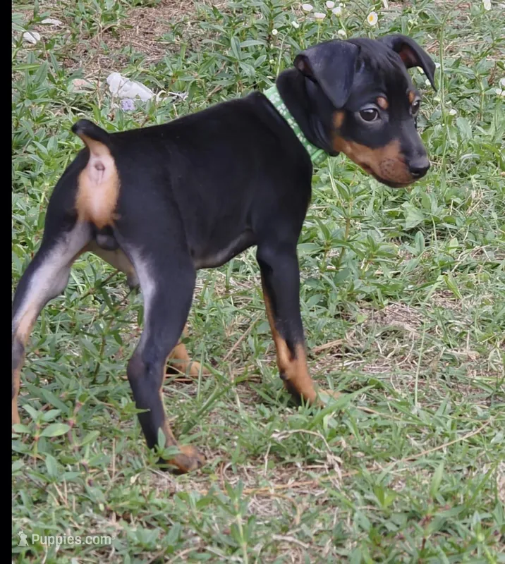 Green – Miniature Pinscher puppy for sale in Hollywood, FL