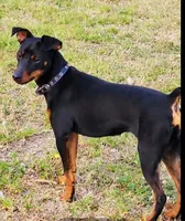 Green, a male Miniature Pinscher for sale in Hollywood, FL – Photo 5 of 6