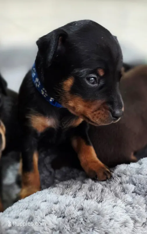 Blue – Miniature Pinscher puppy for sale in Hollywood, FL