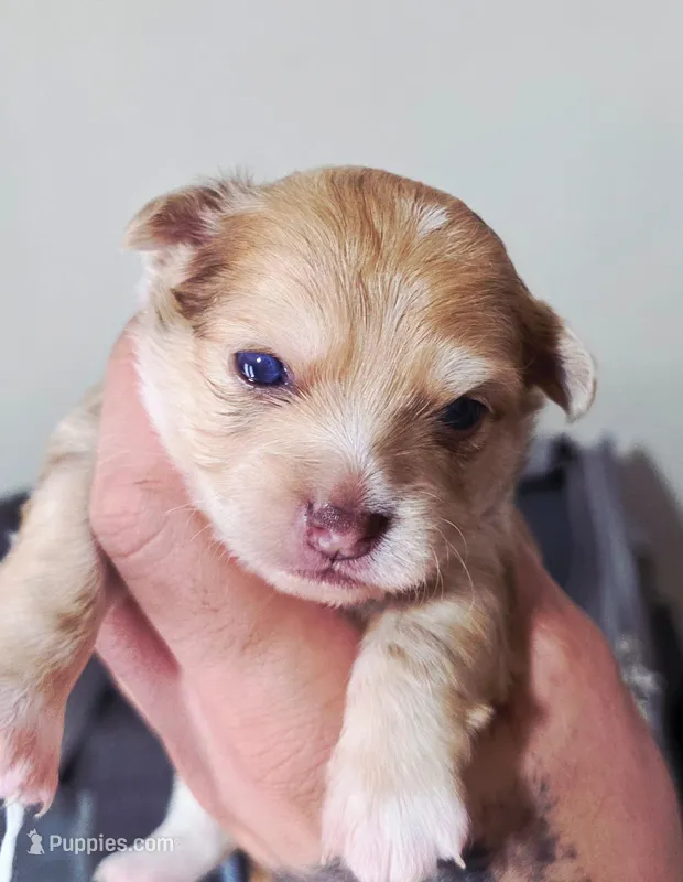 Zoro – Chihuahua puppy for sale in Hollywood, FL