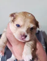 Zoro, a male Chihuahua for sale in Hollywood, FL – 5 of 10