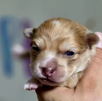 Zoro, a male Chihuahua for sale in Hollywood, FL – Photo 4 of 6