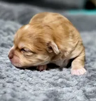 Zoro, a male Chihuahua for sale in Hollywood, FL – Photo 3 of 6