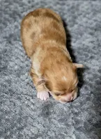 Zoro, a male Chihuahua for sale in Hollywood, FL – Photo 2 of 6