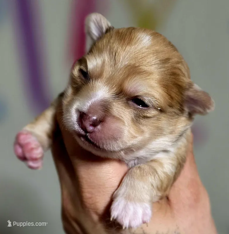 Zoro – Chihuahua puppy for sale in Hollywood, FL