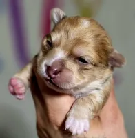 Zoro, a male Chihuahua for sale in Hollywood, FL – Photo 1 of 6