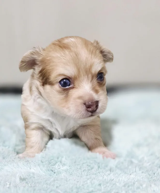 Zoro – Chihuahua puppy for sale in Hollywood, FL