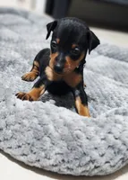 Anakin, a male Miniature Pinscher for sale in Hollywood, FL – Photo 5 of 8