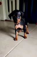 Anakin, a male Miniature Pinscher for sale in Hollywood, FL – Photo 3 of 8
