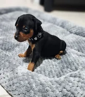 Anakin, a male Miniature Pinscher for sale in Hollywood, FL – Photo 6 of 8