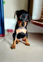 Anakin, a male Miniature Pinscher for sale in Hollywood, FL – Photo 1 of 8