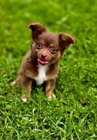 Thor, a male Chihuahua for sale in Hollywood, FL – 3 of 10