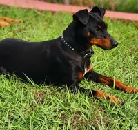 Ruby, a female Miniature Pinscher for sale in Hollywood, FL – Photo 5 of 6