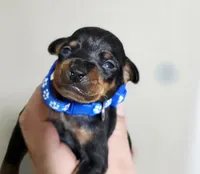 Blue, a male Miniature Pinscher for sale in Hollywood, FL – Photo 1 of 6