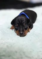 Blue, a male Miniature Pinscher for sale in Hollywood, FL – Photo 4 of 6