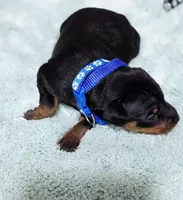 Blue, a male Miniature Pinscher for sale in Hollywood, FL – Photo 3 of 6