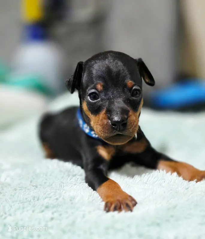 Blue – Miniature Pinscher puppy for sale in Hollywood, FL
